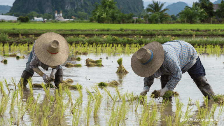5 Tantangan Utama Petani di Indonesia